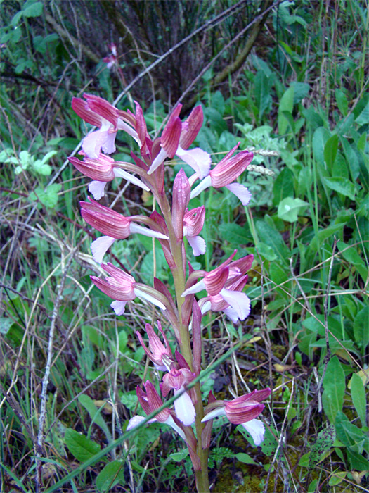 Orchidee spontanee da identificare